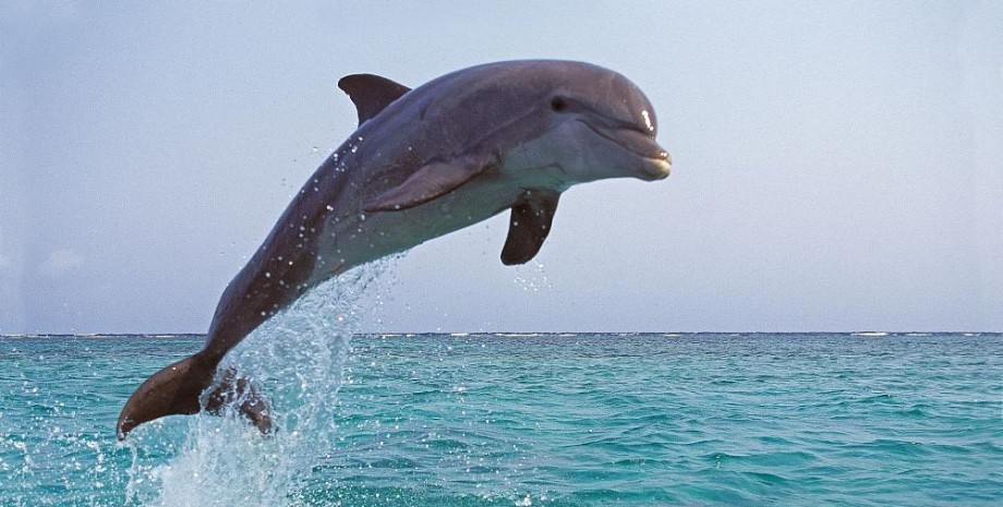 Дельфін / архівне зображення Дельфіни в океані