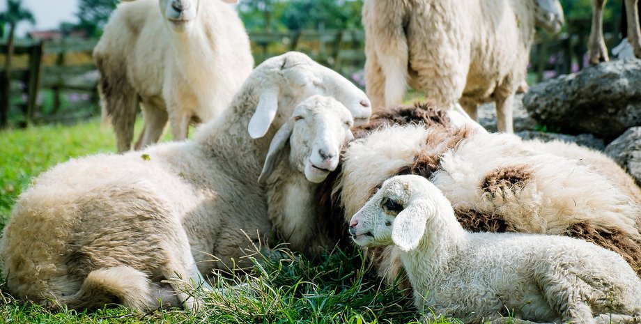 овцы, овцы съели каннабис, медицинский каннабис, марихуана, шторм в Греции, ураган Даниэль