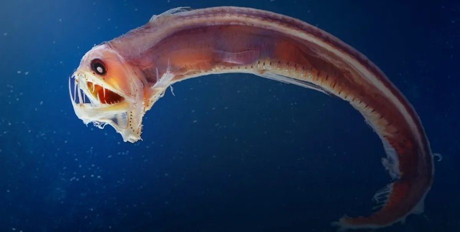 океан рыба гадюка