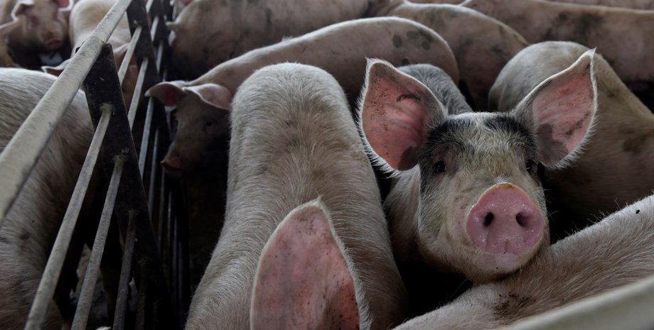 Фото: farmsanctuary