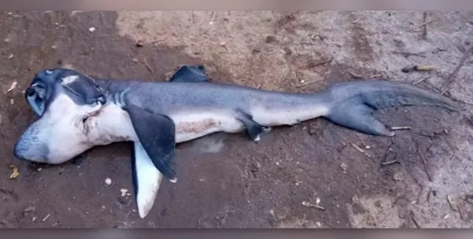 акула, большеротая акула