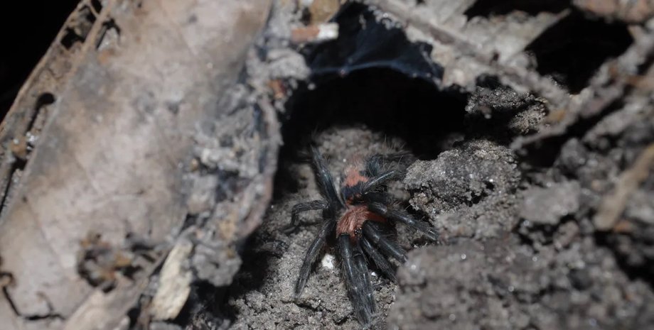 пауки, тарантул, тарантулы