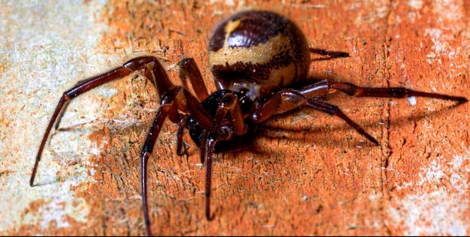 павук, помилкова вдова, благородна помилкова вдова