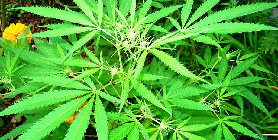 Фото: wikipedia.org