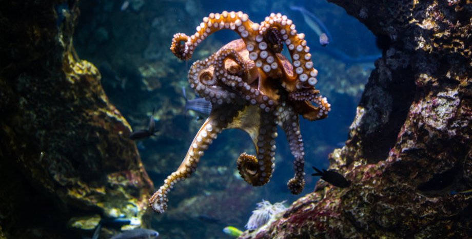 Осьминог, животное, море, ловля осьминога, под водой