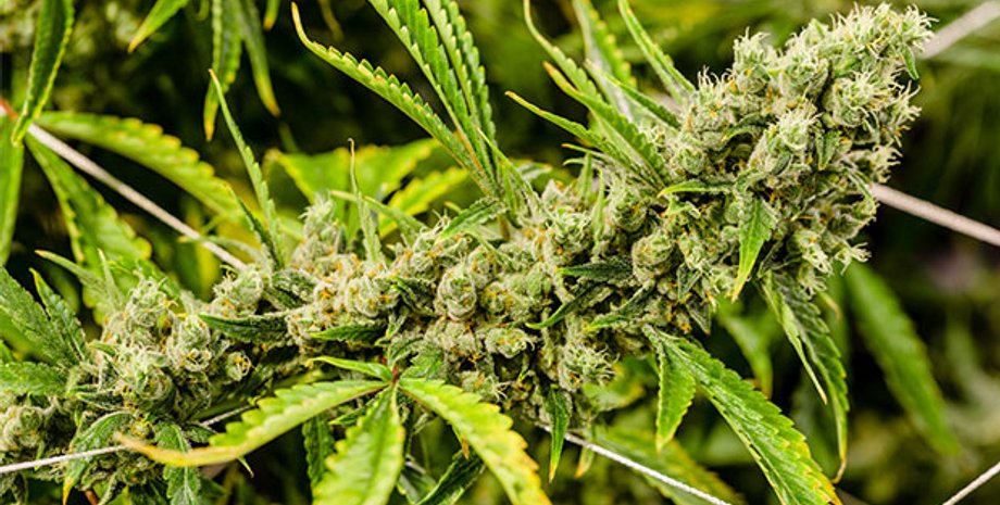 Фото: Cannabis Now