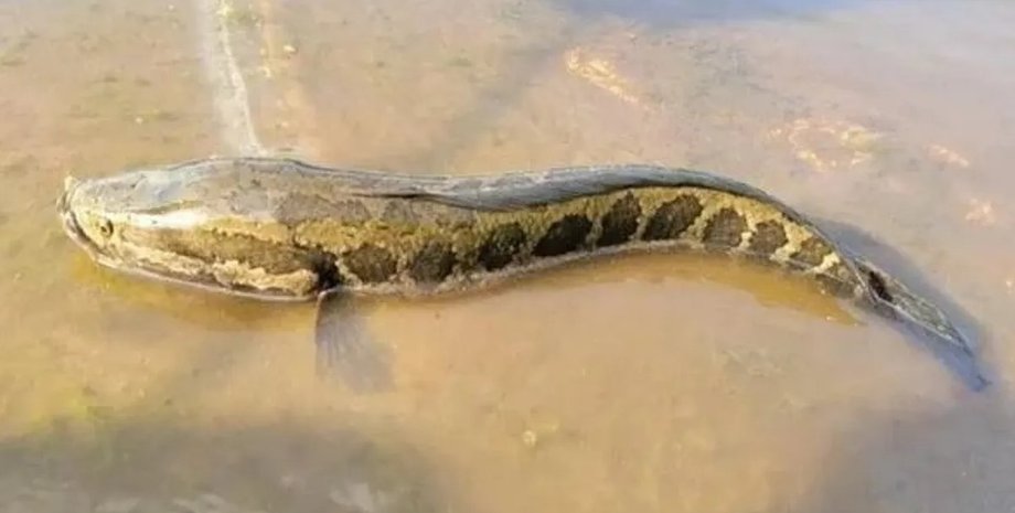 змієголов, змієголова риба