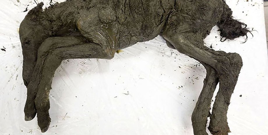 Северо-Восточный Федеральный университет