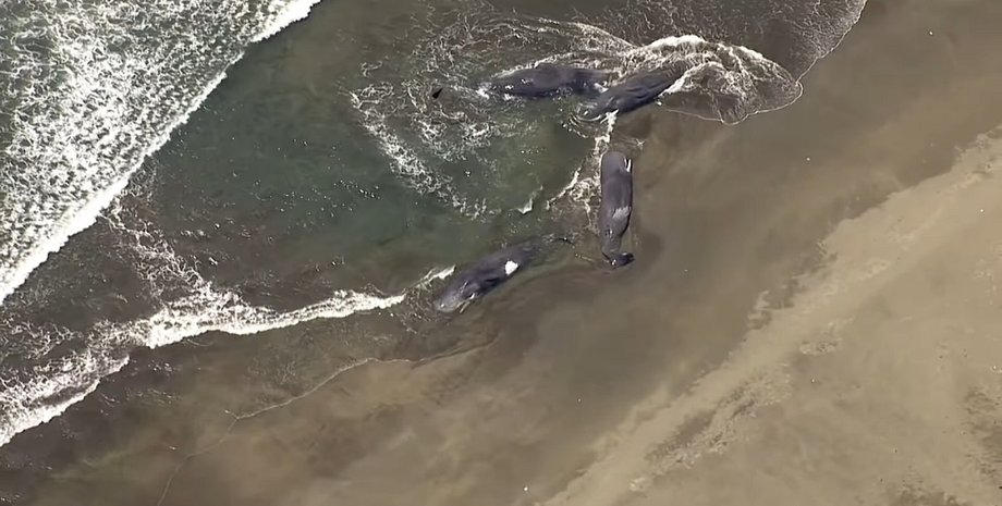 киты погибли в японии