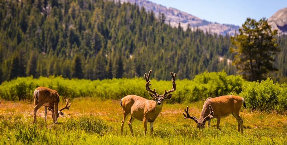 олени-мулы в парке