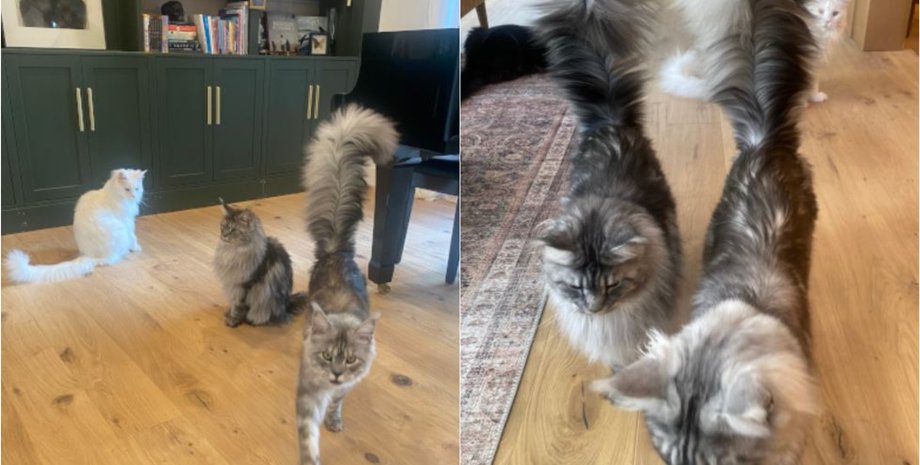 Кот с самым большим в мире хвостом стал рекордсменом и попал в Книгу рекордов Гиннеса, все подробности