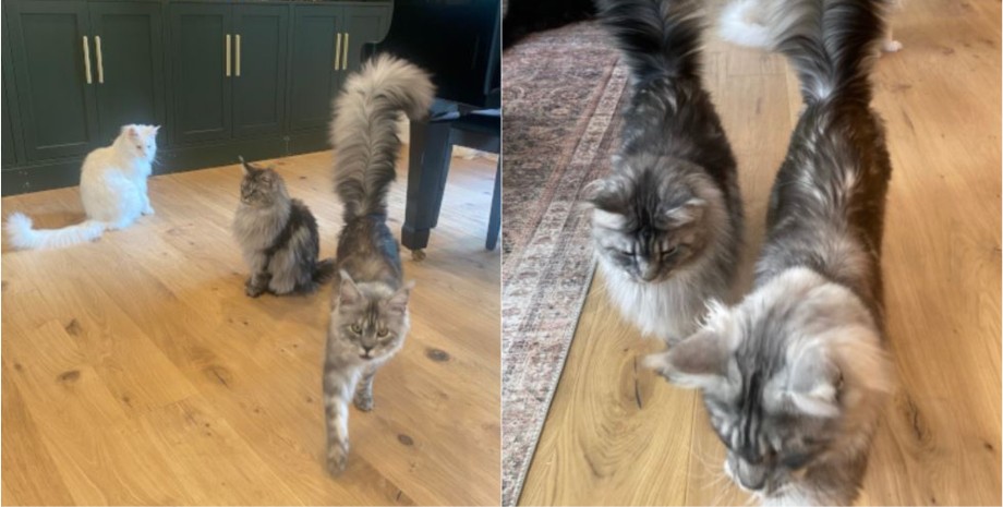 Кот, рекордсмен, титул Кот с самым большим в мире хвостом стал рекордсменом и попал в Книгу рекордов Гиннеса, все подробности