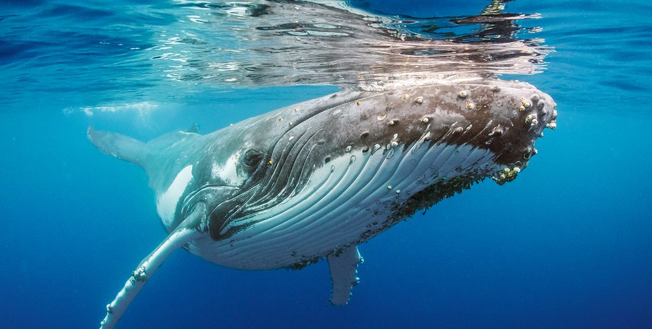 станція вернадського, полярники. новини україни, горбатий кит