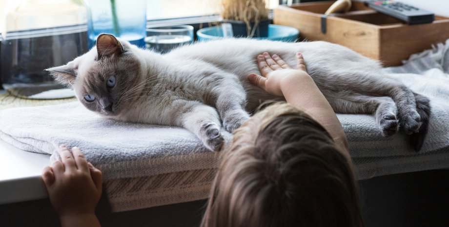 Кот с ребенком коты, которые любят играть