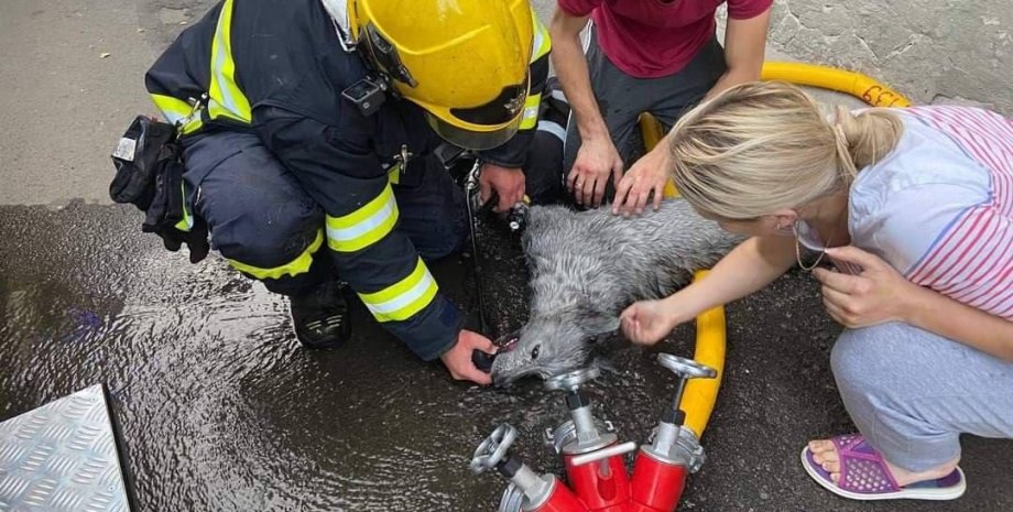 ГСЧС, спасатели, собака, спасли собаку, новости Ровно
