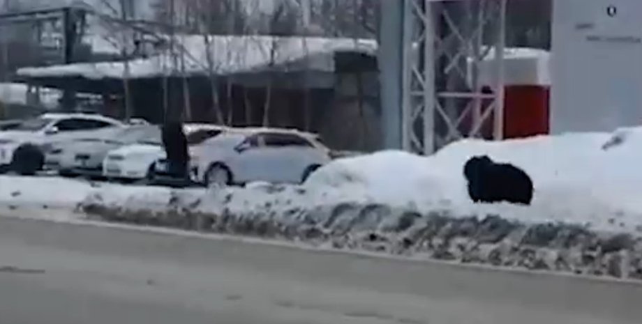 Россия, Нижневартовск, медведь, мужчина, улицы, погоня,