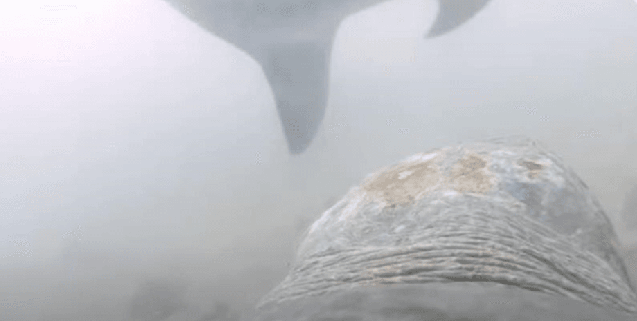 Тигровая акула, Морская черепаха, Исследователи, Австралия, Камера