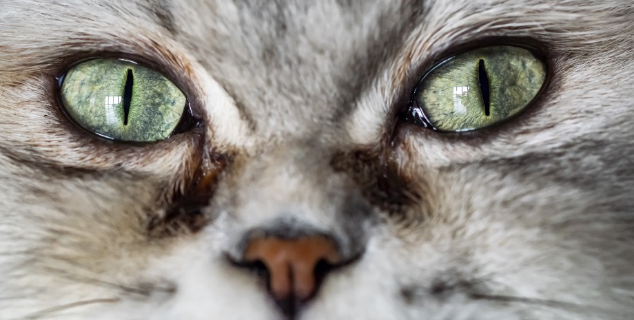 кошки, кошки с большими глазами, породі кошек с большими глазами