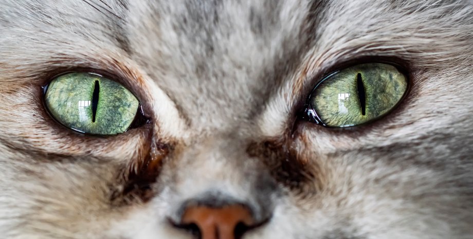 кішки, кішки з великими очима, породи кішок з великими очима