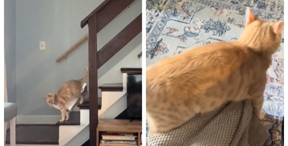 кіт з ковдрою