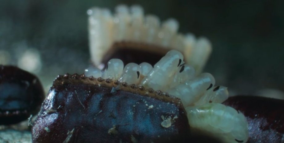 Процес появи тарганів на світ таргани, дитинчата тарганів