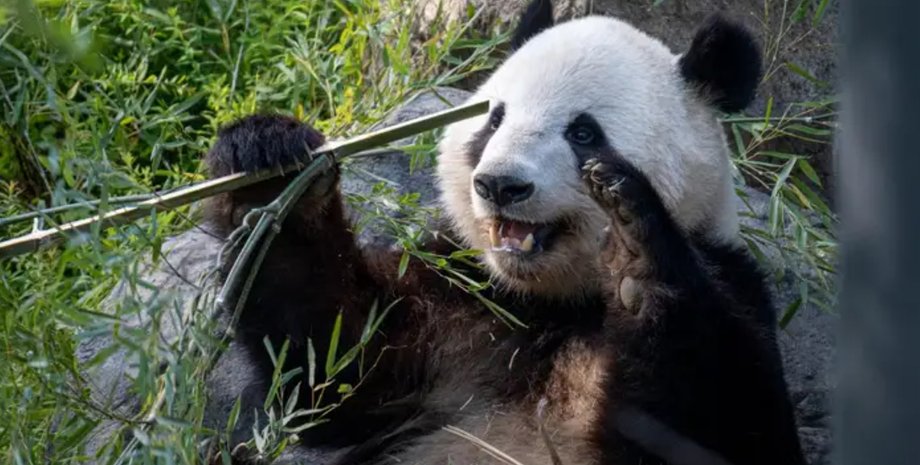 панда панда, велика панда, інструмент, еволюція