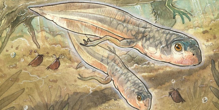 пуголовок, найбільший пуголовок