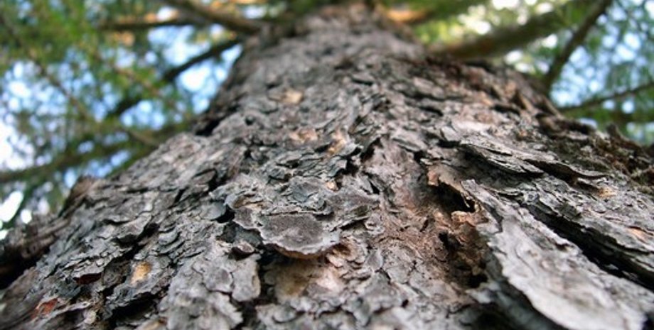 Фото: livejournal.com