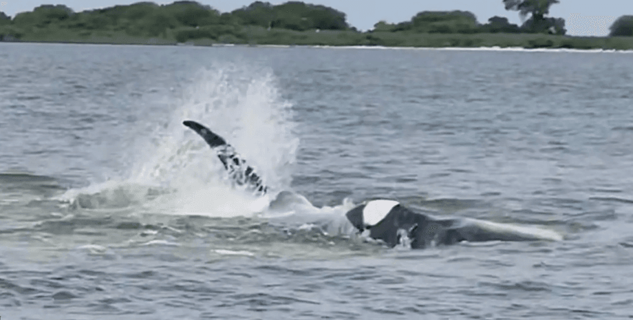 Кит врізався в човен туристів