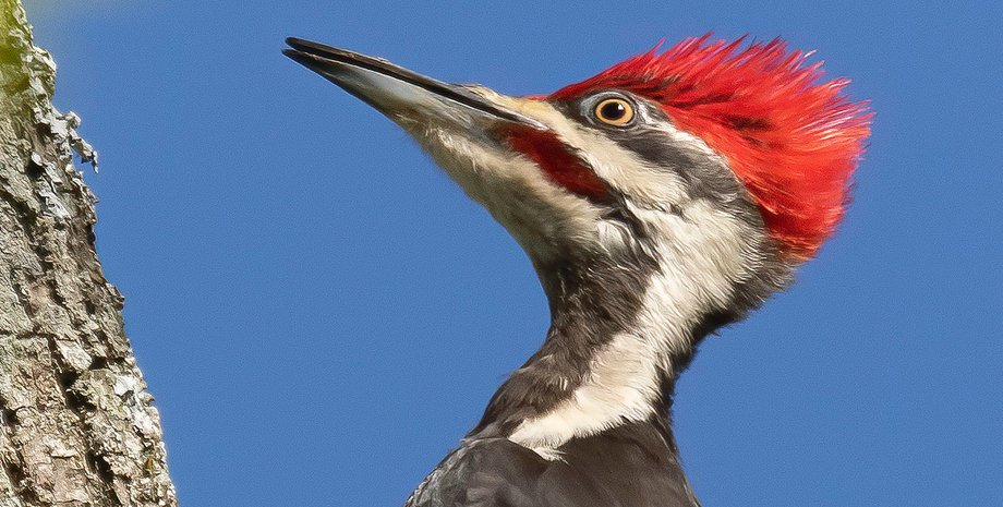 птица, дерево, небо, фото