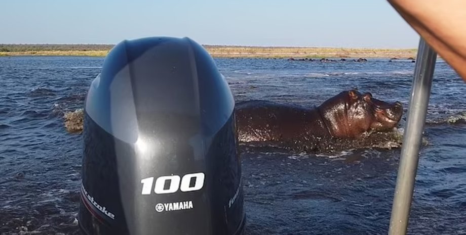 Бегемот напал на лодку с туристами, туристы, прогулка по реке, стадо бегемотов, бегемот напал на туристов, гигантское животное