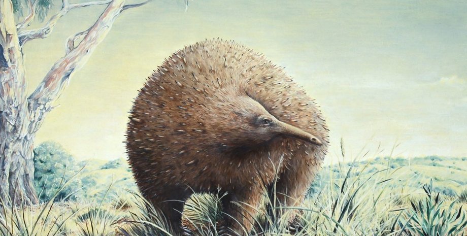 гигантская ехидна окаменелость