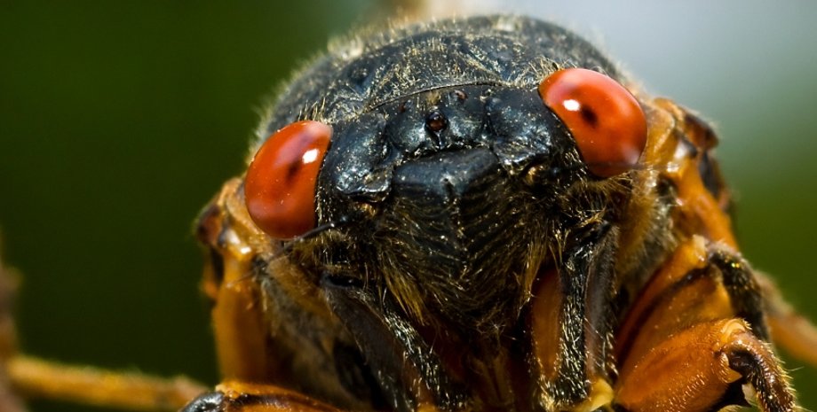 цикада крупный план