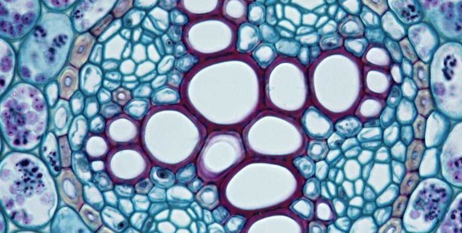 корень лютика