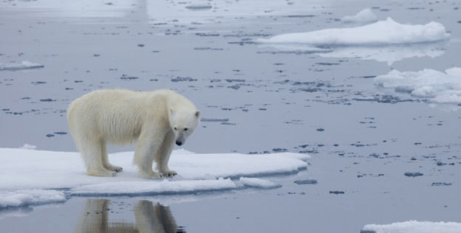 Фото: Polar Bears International