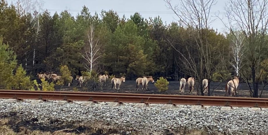 Фото: facebook.com/egor.firsov