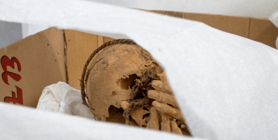 скелет, череп, коробка, фото