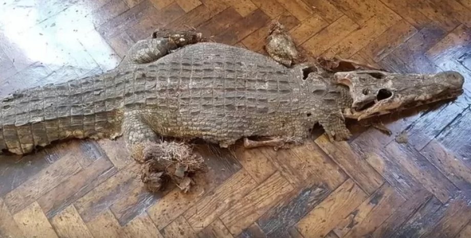 Крокодил, Англия, экспонат, чучело крокодила, реставрация