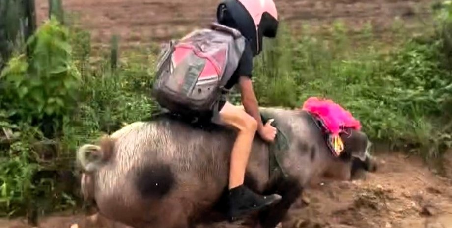 мальчик, свинья, школа, бразилия
