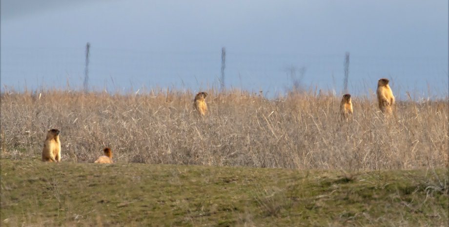 Бабаки, стреп, Одеська область, сплячка, Буджацький степ, фото