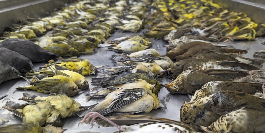 США, Чикаго, гибель птиц, окна, свет, небоскребы