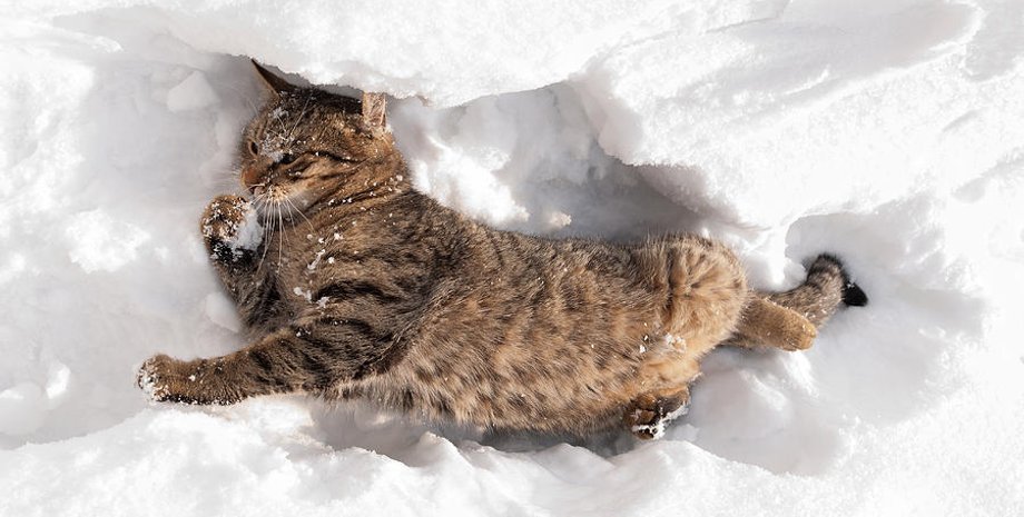 kot-rediskin.blogspot.com