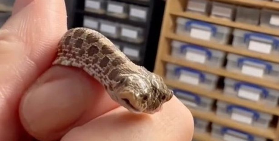 Родилась двухголовая змея, двухголовая змея, малыш двухголовой змеи, Western Hognose, редкая змея, рептилия, вылупилась змея