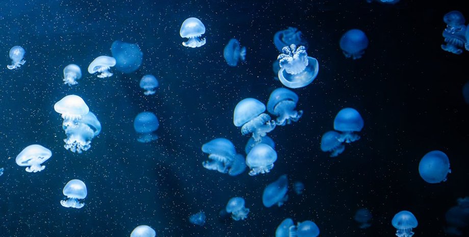 биолюминесценция, биофлуоресценция, белок, свечение, природа, свет, открытие, растения, животные, морские существа, рыба