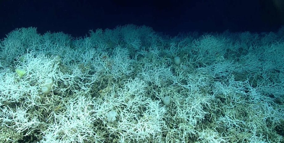 коралловый риф, самый большой коралловый риф