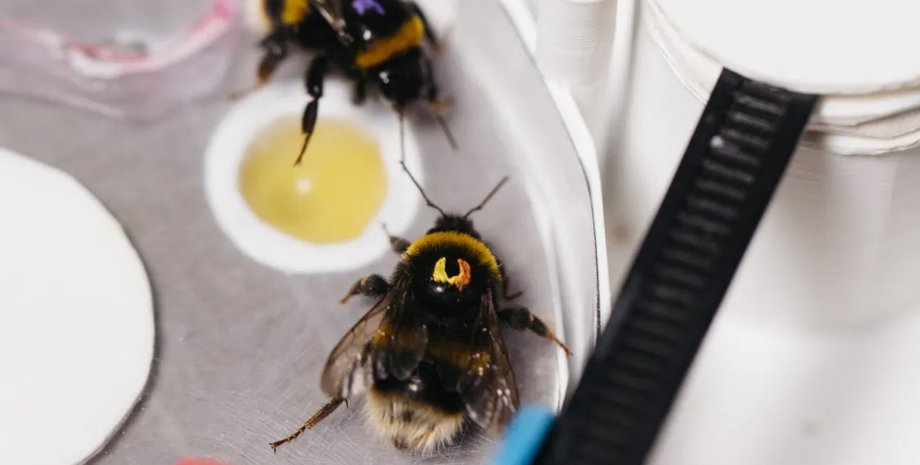 джміль, джмелі навчання