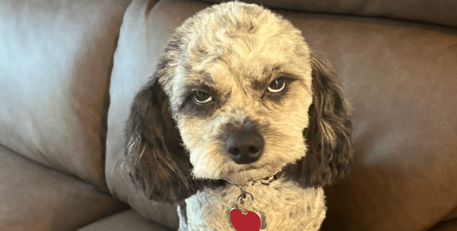 Собака, стрижка, груминг собаки, неудачная стрижка, вирусное видео, пес Луи, TikTok собака, смешное видео, собака до и после, стрижка пуделя