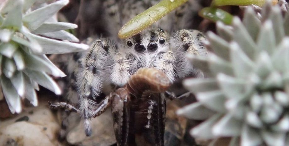паук скакун