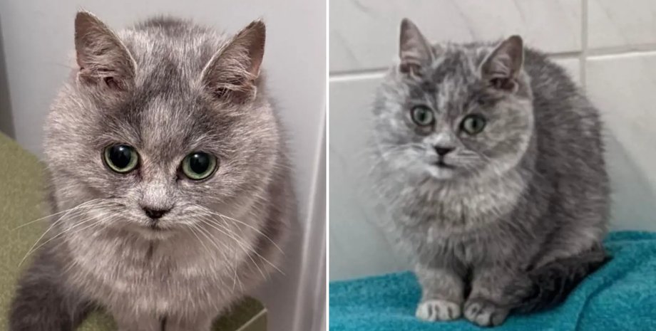 Девушка завела котенка из Украины и ее ждал сюрприз котенок