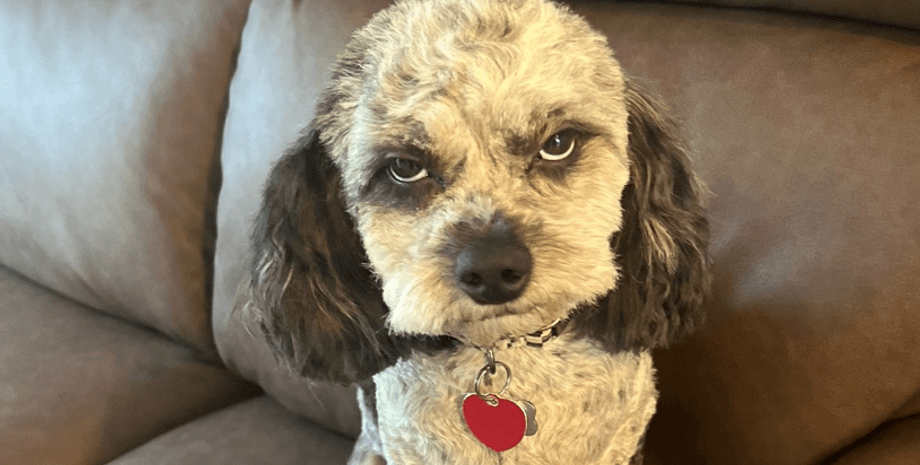 Собака, стрижка, груминг собаки, неудачная стрижка, вирусное видео, пес Луи, TikTok собака, смешное видео, собака до и после, стрижка пуделя